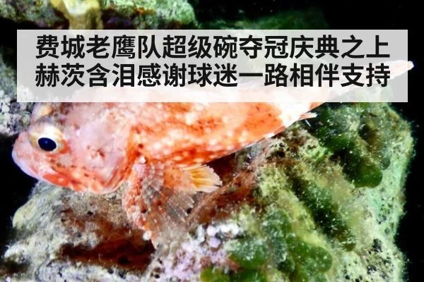 费城老鹰队超级碗夺冠庆典之上赫茨含泪感谢球迷一路相伴支持